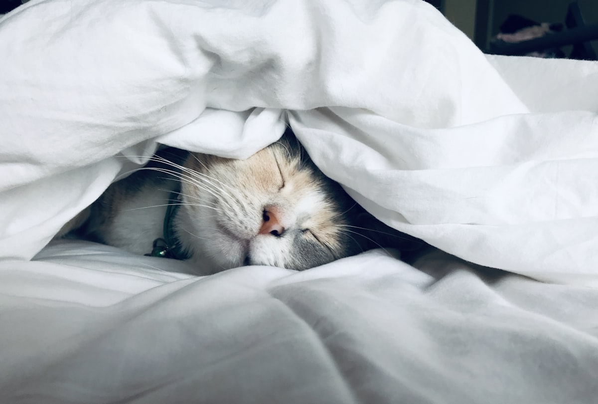 The Science of Sleep: Why 6 Hours Is Never Enough (And What Happens to Your Brain) 1 The Science of Sleep: Why 6 Hours Is Never Enough (And What Happens to Your Brain)